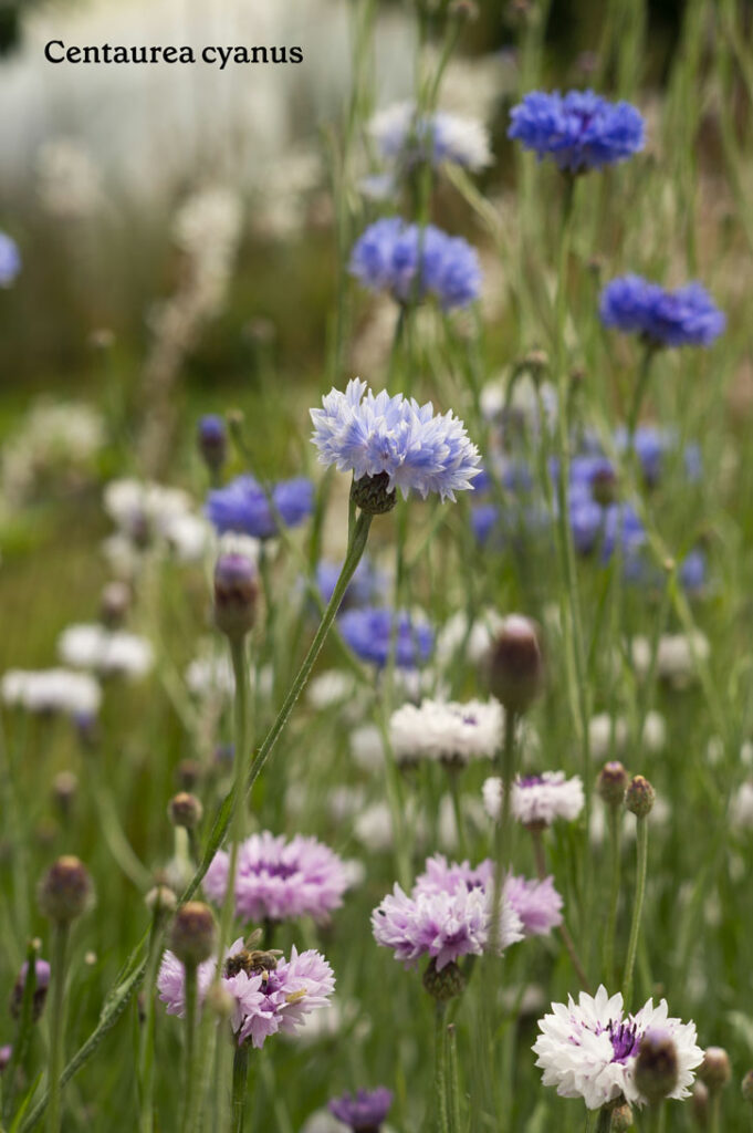 Florakova centaurea cyanus